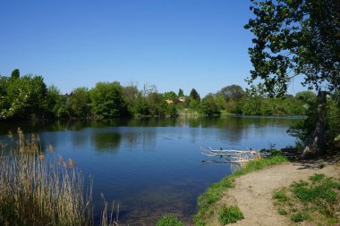 Mallard ducks live around Lake Wuhlesee in May. The mallard or wild duck, Anas platyrhynchos, is a dabbling duck. Berlin, Germany