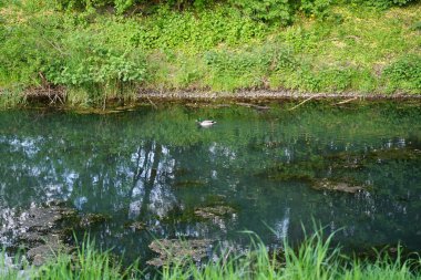 A mallard duck swims along the Wuhle River in May. The mallard or wild duck, Anas platyrhynchos, is a dabbling duck. Berlin, Germany 