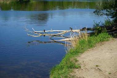 Mallard ducks live around Lake Wuhlesee in May. The mallard or wild duck, Anas platyrhynchos, is a dabbling duck. Berlin, Germany