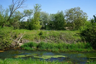 A mallard duck swims along the Wuhle River in May. The mallard or wild duck, Anas platyrhynchos, is a dabbling duck. Berlin, Germany 