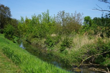A mallard duck swims along the Wuhle River in May. The mallard or wild duck, Anas platyrhynchos, is a dabbling duck. Berlin, Germany 
