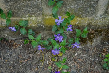 Blue flowers of Vinca minor in spring. Vinca minor, common names lesser periwinkle or dwarf periwinkle, is a species of flowering plant in the dogbane family. Berlin, Germany