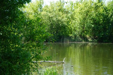 View of Lake Wuhlesee with birds and plants in May. Marzahn-Hellersdorf, Berlin, Germany