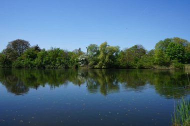 View of Lake Wuhlesee with birds and plants in May. Marzahn-Hellersdorf, Berlin, Germany