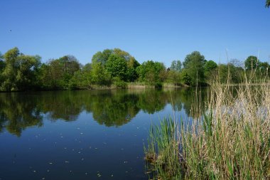 View of Lake Wuhlesee with birds and plants in May. Marzahn-Hellersdorf, Berlin, Germany