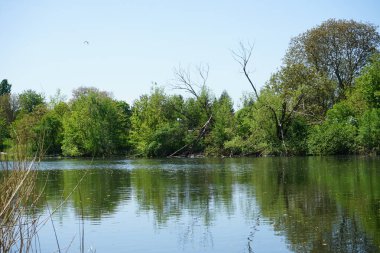 View of Lake Wuhlesee with birds and plants in May. Marzahn-Hellersdorf, Berlin, Germany
