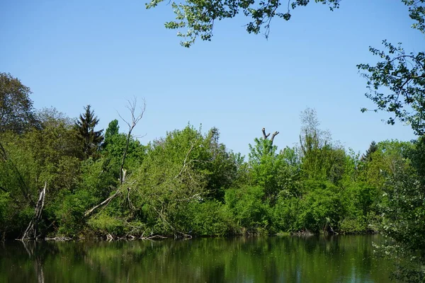 View of Lake Wuhlesee with birds and plants in May. Marzahn-Hellersdorf, Berlin, Germany