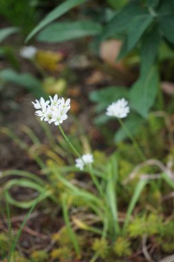 Bahçede mayıs ayında Allium neapolitanum beyaz çiçek açar. Allium neapolitanum, Amaryllis familyasından bir soğan alt familyasıdır. Berlin, Almanya 
