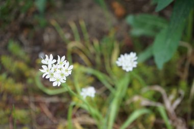 Bahçede mayıs ayında Allium neapolitanum beyaz çiçek açar. Allium neapolitanum, Amaryllis familyasından bir soğan alt familyasıdır. Berlin, Almanya 