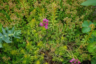 Allium oreophilum bloom purple-pink flowers in the garden. Allium oreophilum, Allium ostrowskianum, the pink lily leek, is a plant species in the genus Allium. Berlin, Germany 