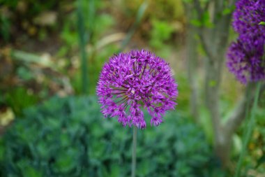 Allium aflatunense 