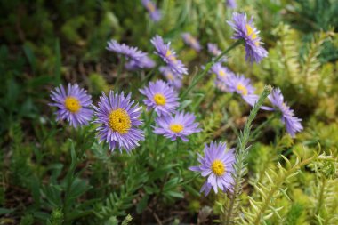 Aster alpinus with purple flowers in May in the garden. Aster alpinus, the alpine aster or blue alpine daisy, is a species of flowering plant in the family Asteraceae. Berlin, Germany