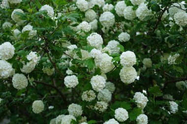 Mayısta çiçek açan Viburnum Opulus çalısı. Viburnum opulus, Adoxaceae familyasından bir çicek türü. Berlin, Almanya 