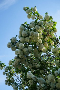 Mayısta çiçek açan Viburnum Opulus çalısı. Viburnum opulus, Adoxaceae familyasından bir çicek türü. Berlin, Almanya 