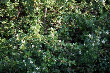 Cotoneaster dammeri in bloom. Cotoneaster is a genus of flowering plants in the rose family, Rosaceae. Berlin, Germany