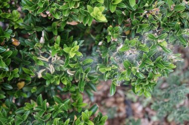 Plant pests. Caterpillars of Yponomeuta cagnagella on Euonymus japonicus in May. Yponomeuta cagnagella, the spindle ermine, is a moth from the family Yponomeutidae, the ermine moths. Berlin, Germany 