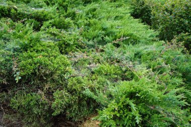 Plant pests. Spider web on Juniperus sabina in June. Berlin, Germany