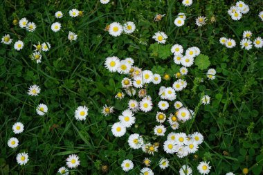 Blooming Bellis perennis in May. Bellis perennis, the daisy, is a common European species of the family Asteraceae. Berlin, Germany