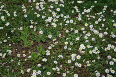 Blooming Bellis perennis in May. Bellis perennis, the daisy, is a common European species of the family Asteraceae. Berlin, Germany