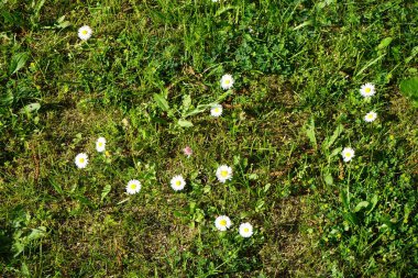 Blooming Bellis perennis in May. Bellis perennis, the daisy, is a common European species of the family Asteraceae. Berlin, Germany