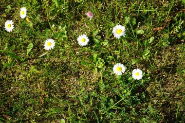Blooming Bellis perennis in May. Bellis perennis, the daisy, is a common European species of the family Asteraceae. Berlin, Germany