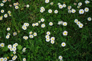 Blooming Bellis perennis in May. Bellis perennis, the daisy, is a common European species of the family Asteraceae. Berlin, Germany