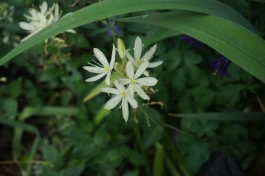 Camassia leichtlinii 'Alba' in the garden in May. Camassia leichtlinii, the great camas or large camas, is a species of flowering plant in the family Asparagaceae. Berlin, Germany 
