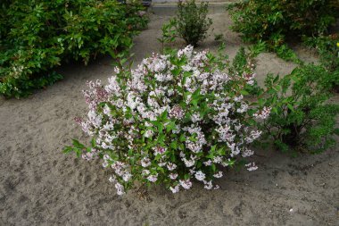Mayıs ayında Deutzia Kalmiiflora bahçede. Deutzia, Hydrangeaceae familyasından bir bitki türü. Berlin, Almanya