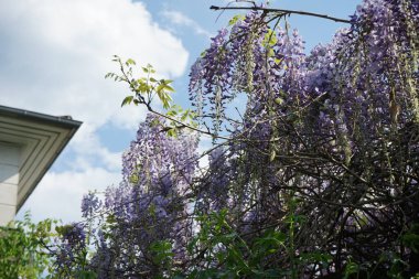 Wisteria spp. blooms with white-violet flowers in May. Wisteria is a genus of flowering plants in the legume family, Fabaceae. Berlin, Germany 