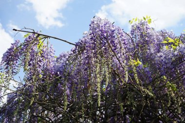 Wisteria spp. blooms with white-violet flowers in May. Wisteria is a genus of flowering plants in the legume family, Fabaceae. Berlin, Germany 