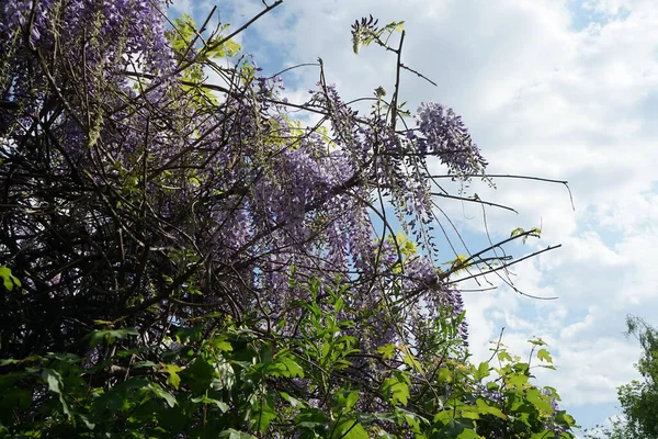 Wisteria spp. blooms with white-violet flowers in May. Wisteria is a genus of flowering plants in the legume family, Fabaceae. Berlin, Germany
