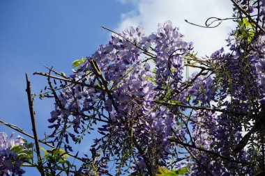 Wisteria spp. blooms with white-violet flowers in May. Wisteria is a genus of flowering plants in the legume family, Fabaceae. Berlin, Germany 