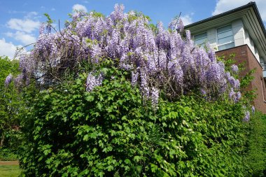 Wisteria spp. blooms with white-violet flowers in May. Wisteria is a genus of flowering plants in the legume family, Fabaceae. Berlin, Germany 