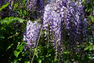 Wisteria spp. blooms with white-violet flowers in May. Wisteria is a genus of flowering plants in the legume family, Fabaceae. Berlin, Germany 