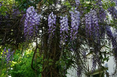 Wisteria spp. blooms with white-violet flowers in May. Wisteria is a genus of flowering plants in the legume family, Fabaceae. Berlin, Germany 