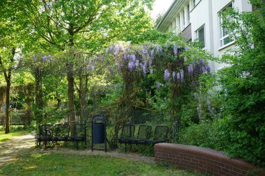 Wisteria spp. blooms with white-violet flowers in May. Wisteria is a genus of flowering plants in the legume family, Fabaceae. Berlin, Germany 