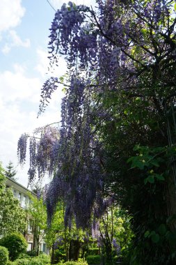 Wisteria spp. blooms with white-violet flowers in May. Wisteria is a genus of flowering plants in the legume family, Fabaceae. Berlin, Germany 