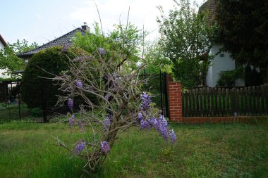 Wisteria spp. blooms with white-violet flowers in May. Wisteria is a genus of flowering plants in the legume family, Fabaceae. Berlin, Germany 
