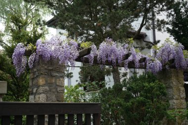 Wisteria spp. blooms with white-violet flowers in May. Wisteria is a genus of flowering plants in the legume family, Fabaceae. Berlin, Germany 