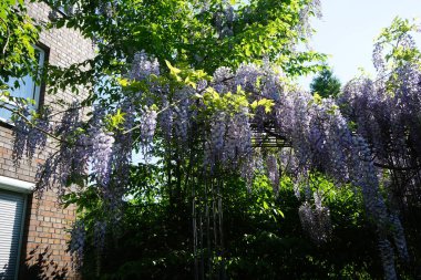 Wisteria spp. blooms with white-violet flowers in May. Wisteria is a genus of flowering plants in the legume family, Fabaceae. Berlin, Germany 