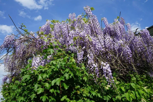 Wisteria Spp Kwitnie Biało Fioletowymi Kwiatami Maju Wisteria Rodzaj Roślin — Zdjęcie stockowe