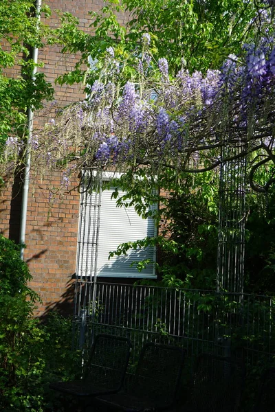 Wisteria spp. blooms with white-violet flowers in May. Wisteria is a genus of flowering plants in the legume family, Fabaceae. Berlin, Germany