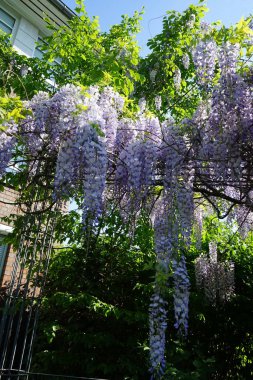 Wisteria spp. blooms with white-violet flowers in May. Wisteria is a genus of flowering plants in the legume family, Fabaceae. Berlin, Germany 