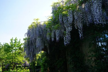 Wisteria spp. blooms with white-violet flowers in May. Wisteria is a genus of flowering plants in the legume family, Fabaceae. Berlin, Germany 