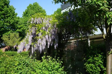 Wisteria spp. blooms with white-violet flowers in May. Wisteria is a genus of flowering plants in the legume family, Fabaceae. Berlin, Germany 
