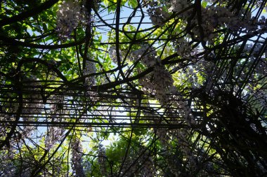Wisteria spp. blooms with white-violet flowers in May. Wisteria is a genus of flowering plants in the legume family, Fabaceae. Berlin, Germany 