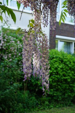 Wisteria spp. blooms with white-violet flowers in May. Wisteria is a genus of flowering plants in the legume family, Fabaceae. Berlin, Germany 