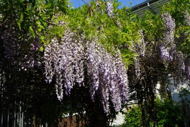 Wisteria spp. blooms with white-violet flowers in May. Wisteria is a genus of flowering plants in the legume family, Fabaceae. Berlin, Germany 