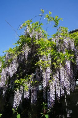 Wisteria spp. blooms with white-violet flowers in May. Wisteria is a genus of flowering plants in the legume family, Fabaceae. Berlin, Germany 