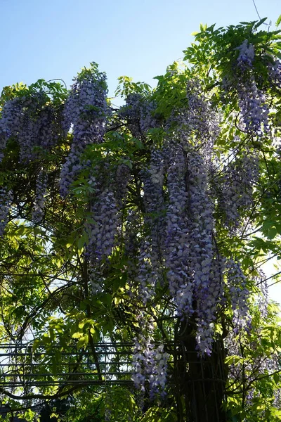 Wisteria spp. blooms with white-violet flowers in May. Wisteria is a genus of flowering plants in the legume family, Fabaceae. Berlin, Germany